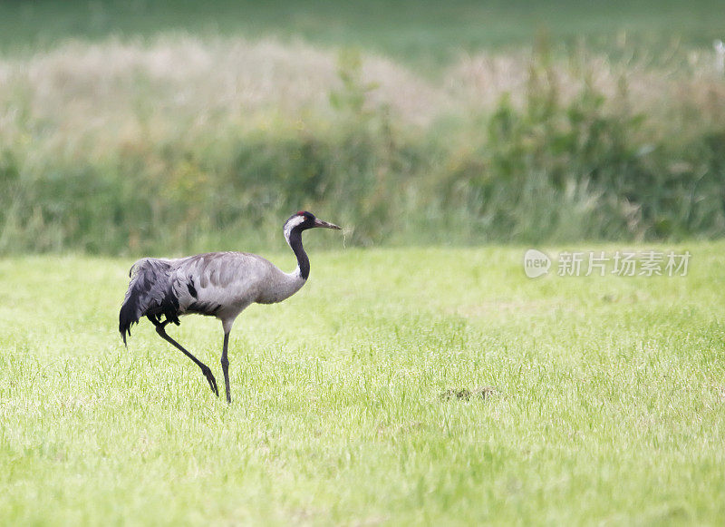 普通起重机(Grus Grus)